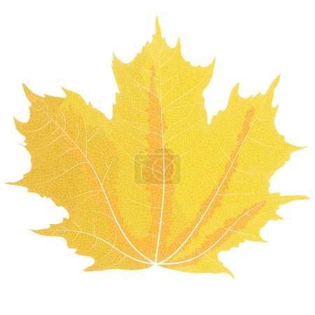 Ilustración de Dibujo realista de hojas de arce de otoño. Las venas en las hojas del arce
. - Imagen libre de derechos