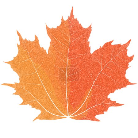 Ilustración de Dibujo realista de hojas de arce de otoño. Las venas en las hojas del arce
. - Imagen libre de derechos