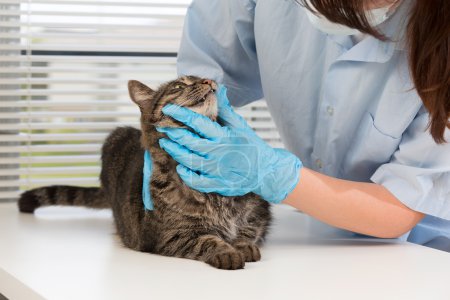 Foto de La imagen con un gato en una clínica veterinaria - Imagen libre de derechos