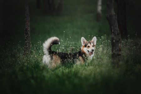 Pembroke Welsh Corgi, perro galés Corgi al aire libre
.