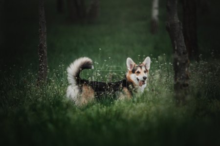 Photo for Pembroke Welsh Corgi, Dog Welsh Corgi outdoors. - Royalty Free Image