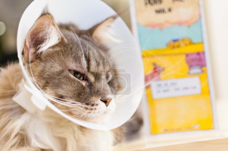 Enfoque selectivo de un gato enfermo con cono veterinario en la cabeza
