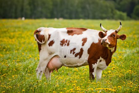 Vaca en un campo