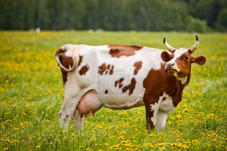 Photo for Cow in a field. - Royalty Free Image