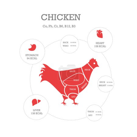 Carnicería concepto vector ilustración. Cortes de pollo. Diagrama de partes animales
