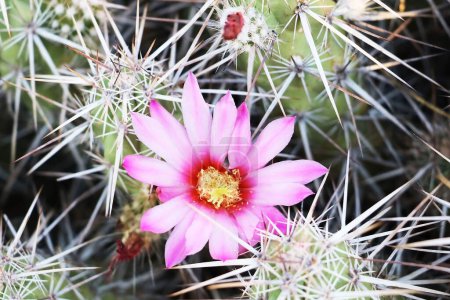 Foto de El Parque Nacional Saguaro se encuentra casi dentro de los límites de la ciudad de Tucson en el estado estadounidense de Arizona. Este parque cuenta con la flora del vasto desierto de Sonora, que se encuentra en el suroeste de Estados Unidos. Los habitantes más famosos del deser - Imagen libre de derechos