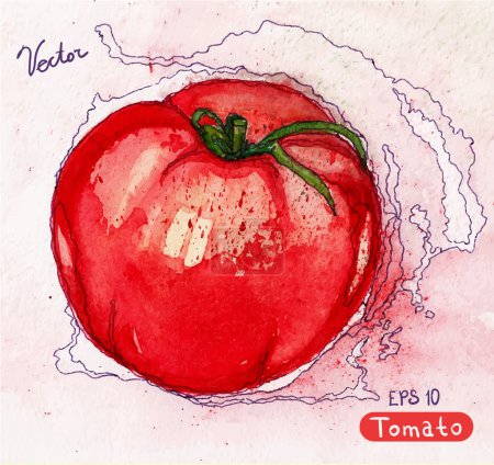 Vector acuarela tomate rojo
. Vector acuarela tomate rojo
.