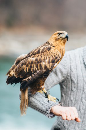 Foto de El águila se sienta en la mano del hombre, un depredador en la caza - Imagen libre de derechos