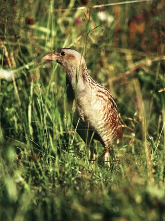 Corncrake hiding in the grass in time of early sunrise