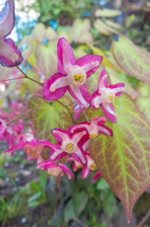 Téléchargez les photos : Barrenwort floraison dans le jardin au printemps - en image libre de droit