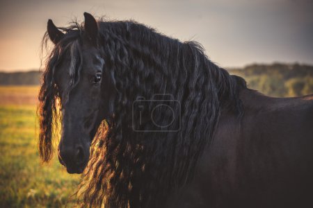 Foto de Retrato del caballo frisón negro con una melena de largo esplendor - Imagen libre de derechos