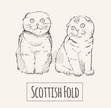 Scottish Fold cats, sketch hand drawn