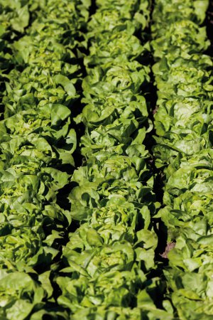 Field of green lettuce