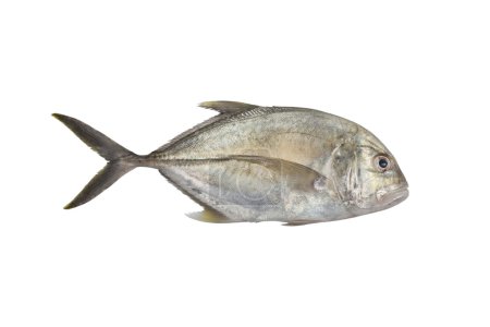 Giant trevally, Lowly trevally  Giant kingfish (Caranx ignobilis