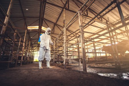 People wearing personal protective equipment or PPE with spraying disinfectant for protection pandemic of disease in cattle farm. Agriculture cattle farm industry.