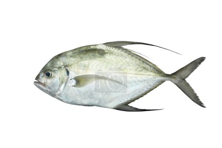Un pescado fresco
