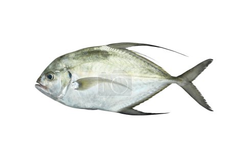 Un pescado fresco
