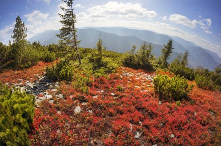 otoño en las montañas de los Cárpatos
otoño en las montañas de los Cárpatos