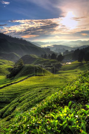 Teeplantage im cameron highland, malaysien