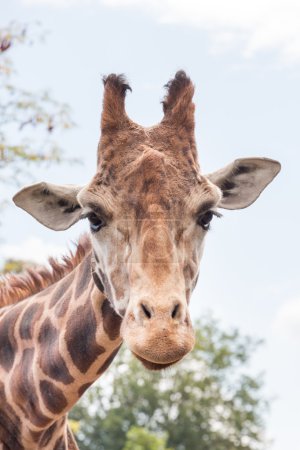 Téléchargez les photos : Tête de girafe, gros plan - plan vertical - en image libre de droit