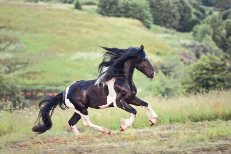 Bonito caballo galopando
