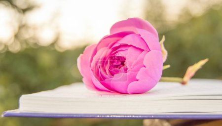 Foto de Primer plano de una rosa rosa dulce sobre un bloc de notas abierto sobre un fondo de jardín natural verde borroso. - Imagen libre de derechos