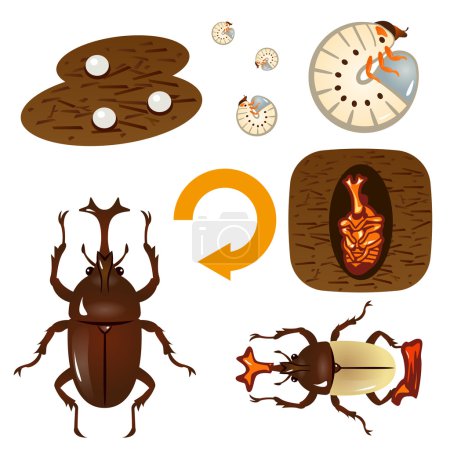 Growth cycle of the beetle