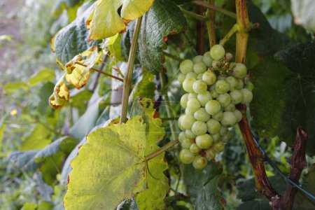Photo for Grapes in a vineyard, at fall - Royalty Free Image