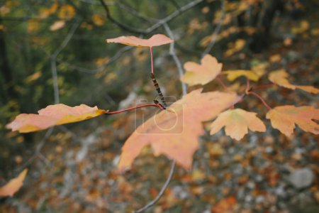 Photo for Leafs at fall, in a branch - Royalty Free Image