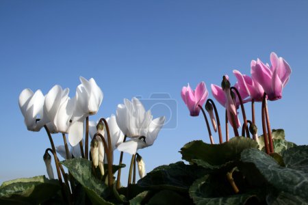Photo for Winter flowers against blue sky - Royalty Free Image