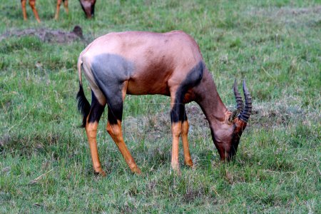 Photo for Topi eating grass in the wild. Masai Mara, Kenya - Royalty Free Image