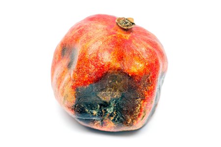 Foto de Granada mohosa aislada sobre fondo blanco. Vieja fruta podrida estropeada. - Imagen libre de derechos