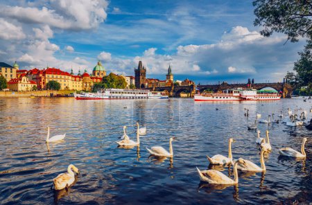 View of Prague Charles bridge near the Vltava river. Swan on the river. Swans swim in the Vltava river. Charles Bridge at sunset. Prague Swans of the Vltava River, Prague, Czech Republic