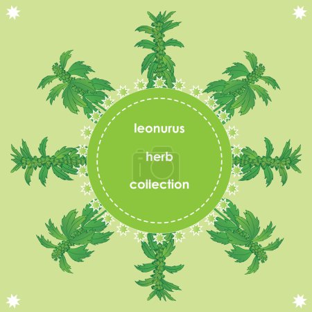 Photo for Herbs, spices and seasonings collection. Vector hand drawn illustration of a herb leonurus - Royalty Free Image