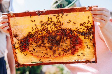 Marcos de una colmena de abejas. Apicultor cosechando miel. El fumador de abejas

