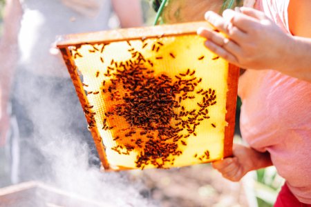 Marcos de una colmena de abejas. Apicultor cosechando miel. El fumador de abejas
