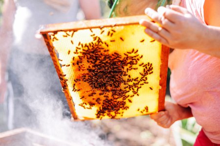 Photo for Frames of a bee hive. Beekeeper harvesting honey. The bee smoker is used to calm bees before frame removal. Beekeeper Inspecting Bee Hiv - Royalty Free Image