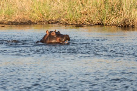 Hipopótamo sonriendo en agua
Hipopótamo sonriendo en agua