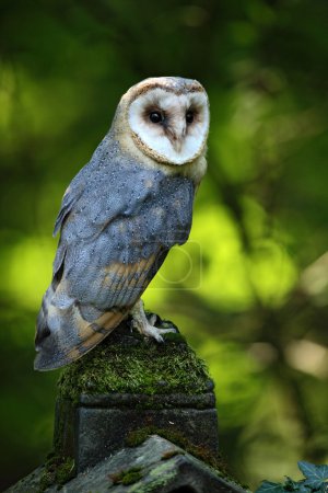 Bonito pájaro lechuza
