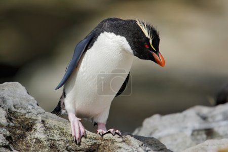 Téléchargez les photos : Pingouin pèlerin, Eudyptes chrysocome, dans l'habitat de la nature rocheuse, oiseau de mer noir et blanc, île Sea Lion, îles Malouines - en image libre de droit