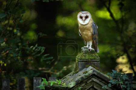 Foto de Granero de aves mágicas, Tito alba, sentado en la valla de piedra en el cementerio del bosque - Imagen libre de derechos