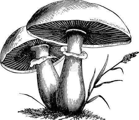 Old book illustration mushrooms