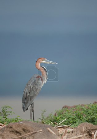 Photo for Goliath heron standing on small island, with clean blue background, Kenya, Africa - Royalty Free Image