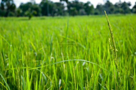 Campo de arroz verde, hermoso campo vietnamita, Vietnam
