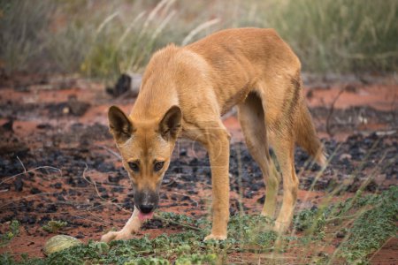 Foto de Perro salvaje mirando en Kings Canyon - Imagen libre de derechos