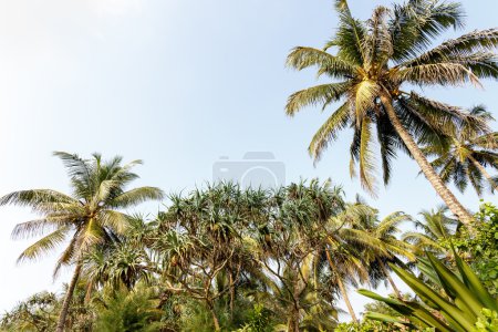 Foto de Hermoso paisaje, playa de palmeras tropicales - Imagen libre de derechos