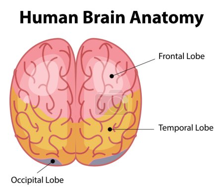 Ilustración de Afiche informativo de ilustración del diagrama cerebral humano - Imagen libre de derechos